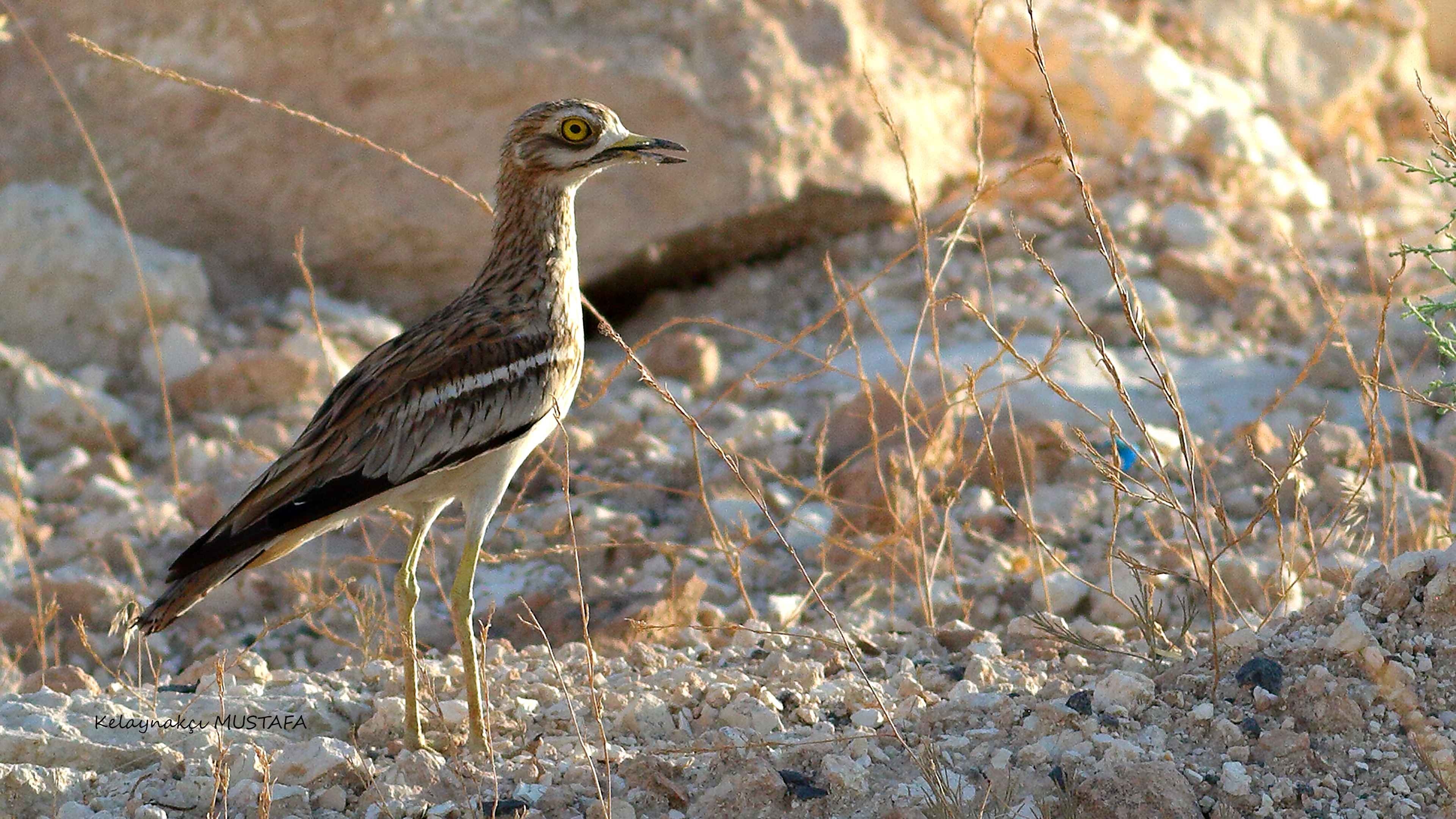 Eurasian Thick-knee